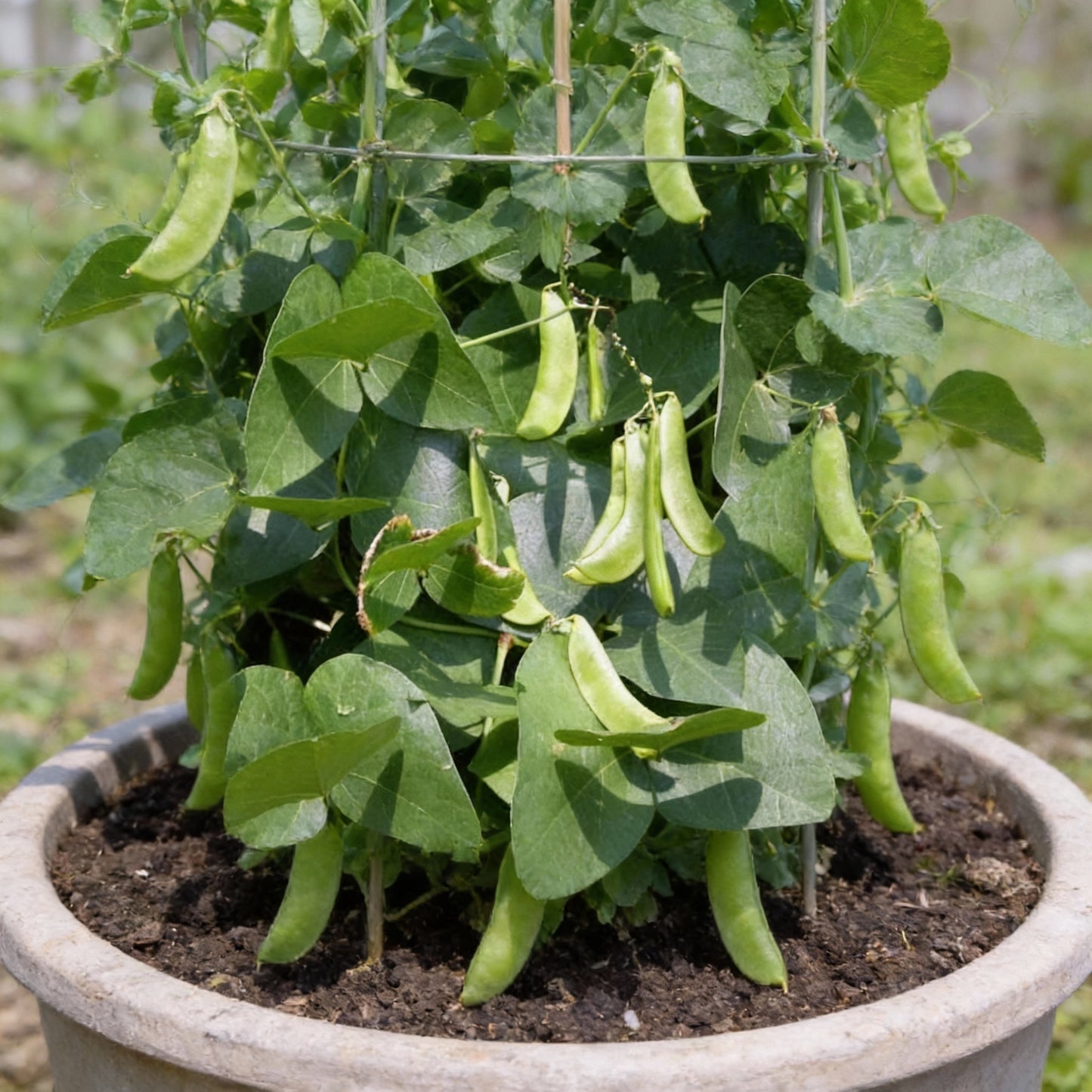 Madagascar Bean Seeds for Planting High Quality Organic Seeds