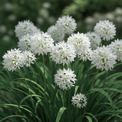 Luzula Nivea Seeds for Garden Planting
