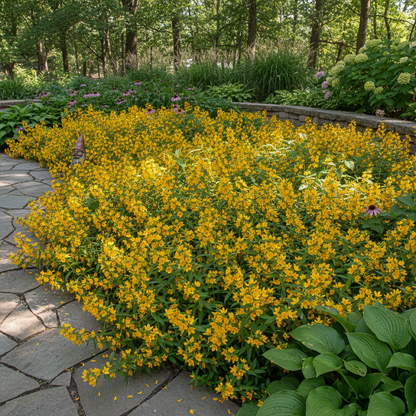 Lysimachia Punctata Flower Seeds – Yellow Perennial for Planting
