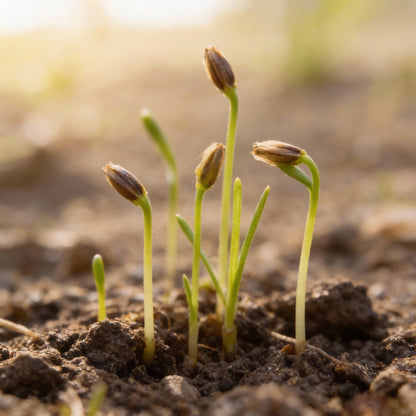 Blue Aster Flower Seeds for Garden Planting