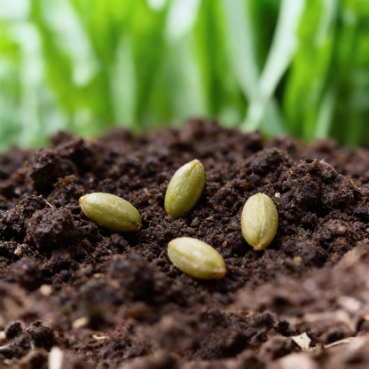 Organic India Seeds - Green Asparagus Vegetable Seeds - Asparagus Seeds for Home Garden
