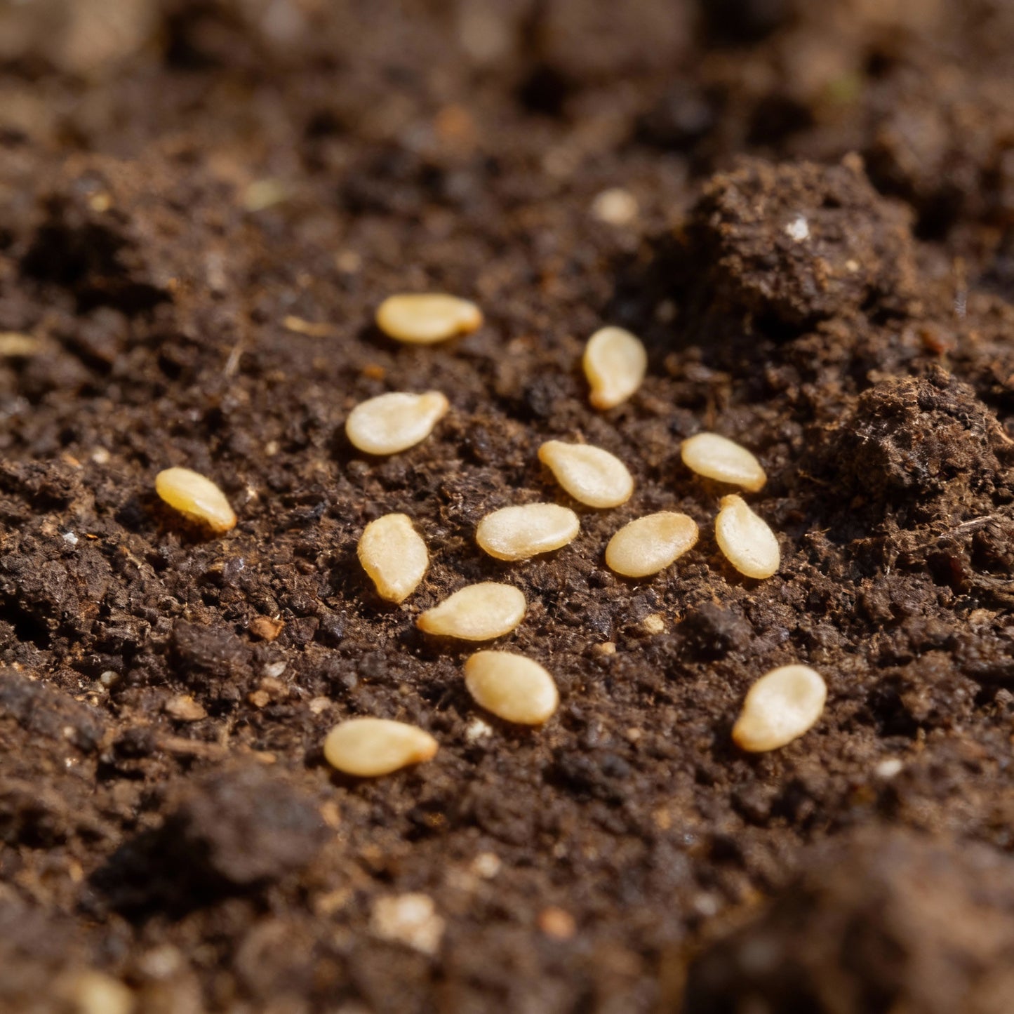High-Quality Leek Stamford Seeds