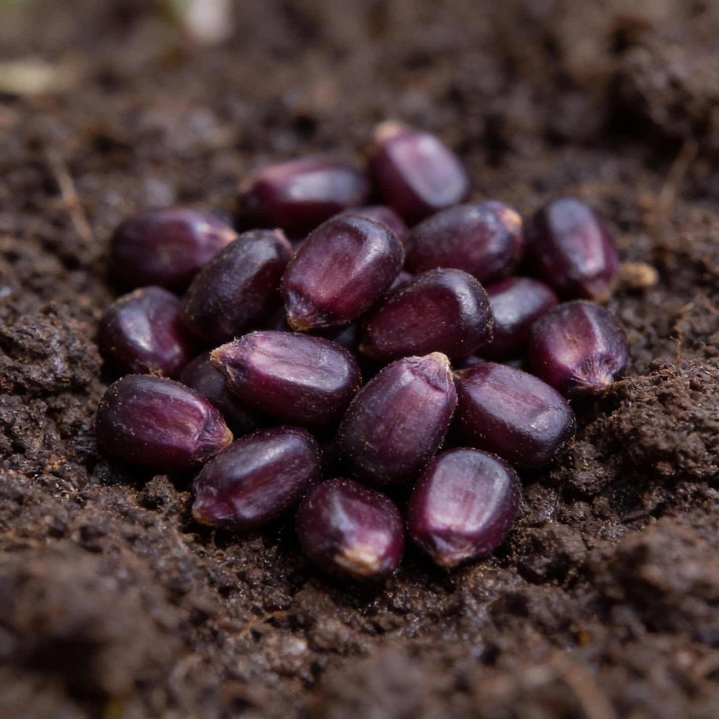 Black Sweet Corn Seeds – Premium Planting Seeds for Delectable Harvests