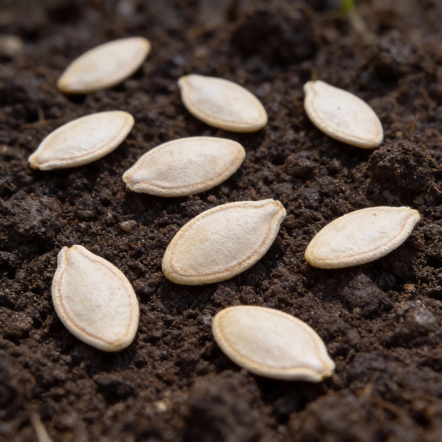 Pink Pumpkin Vegetable Seeds – Seeds for Pink-Hued Pumpkins for Planting