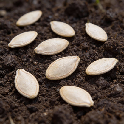 Pink Pumpkin Vegetable Seeds – Seeds for Pink-Hued Pumpkins for Planting