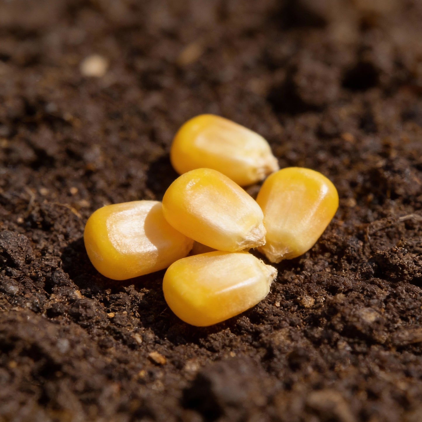 Organic Corn Seeds for Planting – High Yield Sweet Corn Seeds