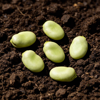 High Quality Green Bean Seeds for Home Gardening
