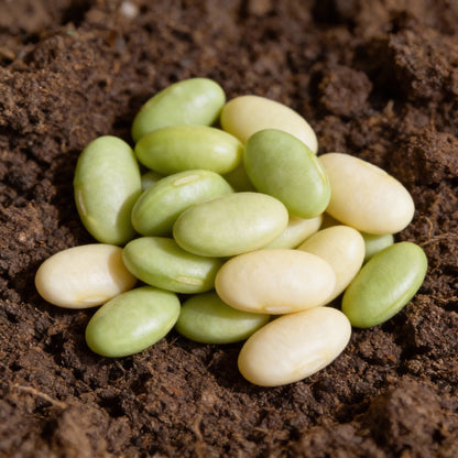 Blue Lake Bean Seeds for Planting | High-Yield Green Beans for Home Garden
