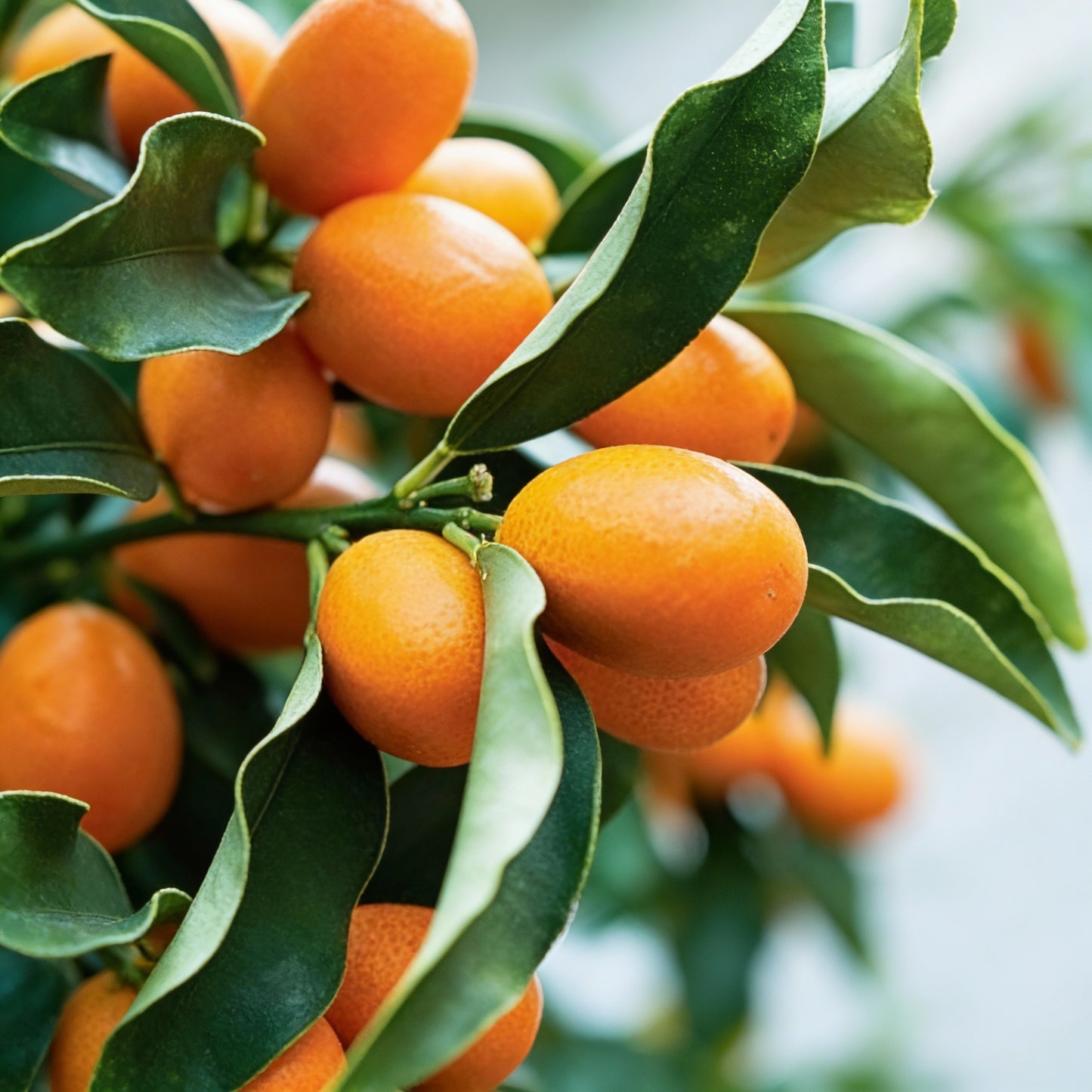 Sweet Kumquat Seeds for Planting