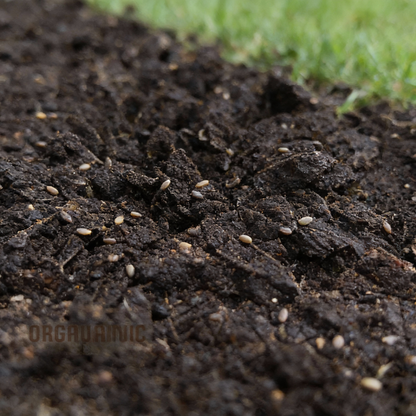 Sorrel Seeds – Tangy Leaves for Planting