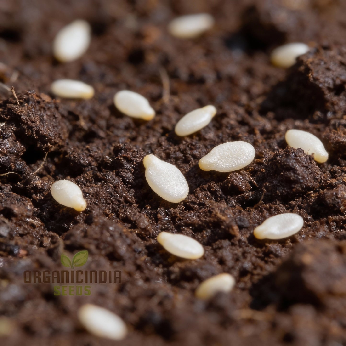 Yellow Cucumber Dosakaya Seeds