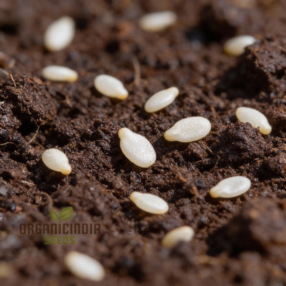 Yellow Cucumber Dosakaya Seeds