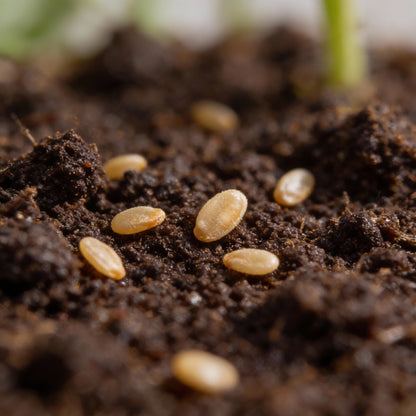 Sugar Gloss Cherry Tomato Seeds for Planting