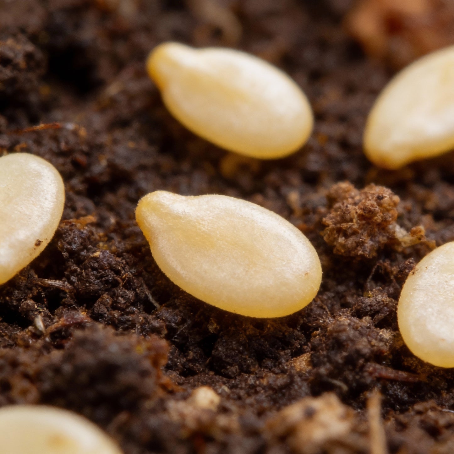 Tomato Peruvianum Seeds for Planting