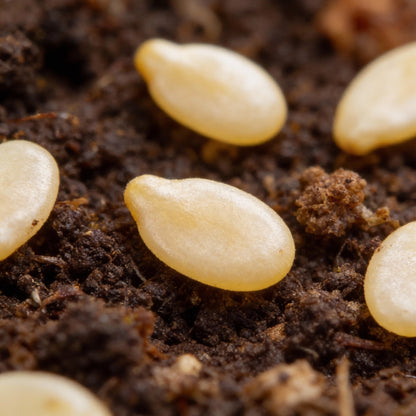 Tomato Peruvianum Seeds for Planting