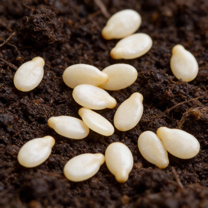 Capsicum Chili Pepper Seeds – Organic, High Germination (100 pcs)