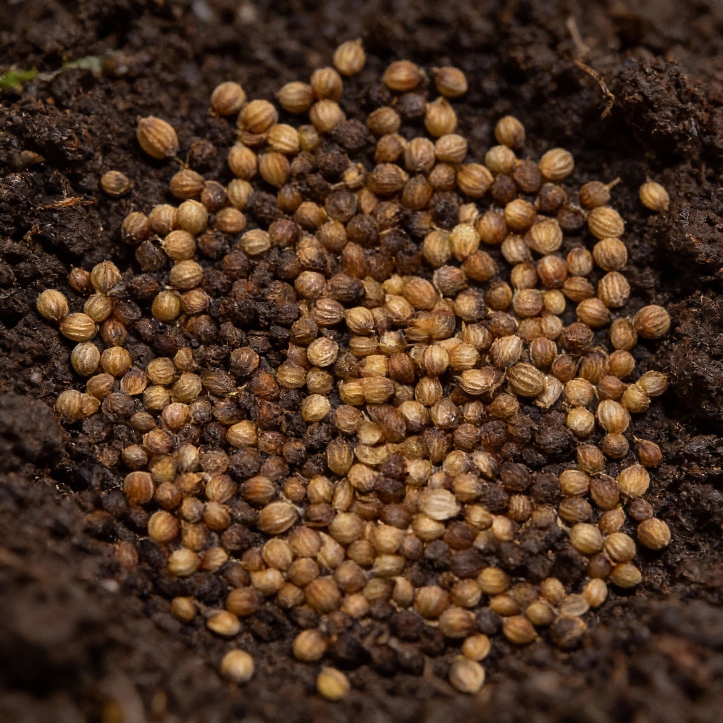 Cilantro Slow Bolting Seeds – Organic Coriander for Home Gardens