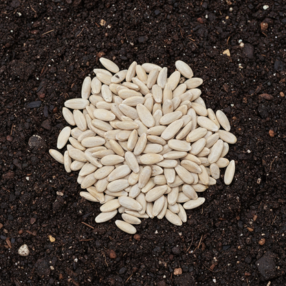 Kakri Seeds for Planting – Seeds for Growing Fresh Crisp Cucumbers