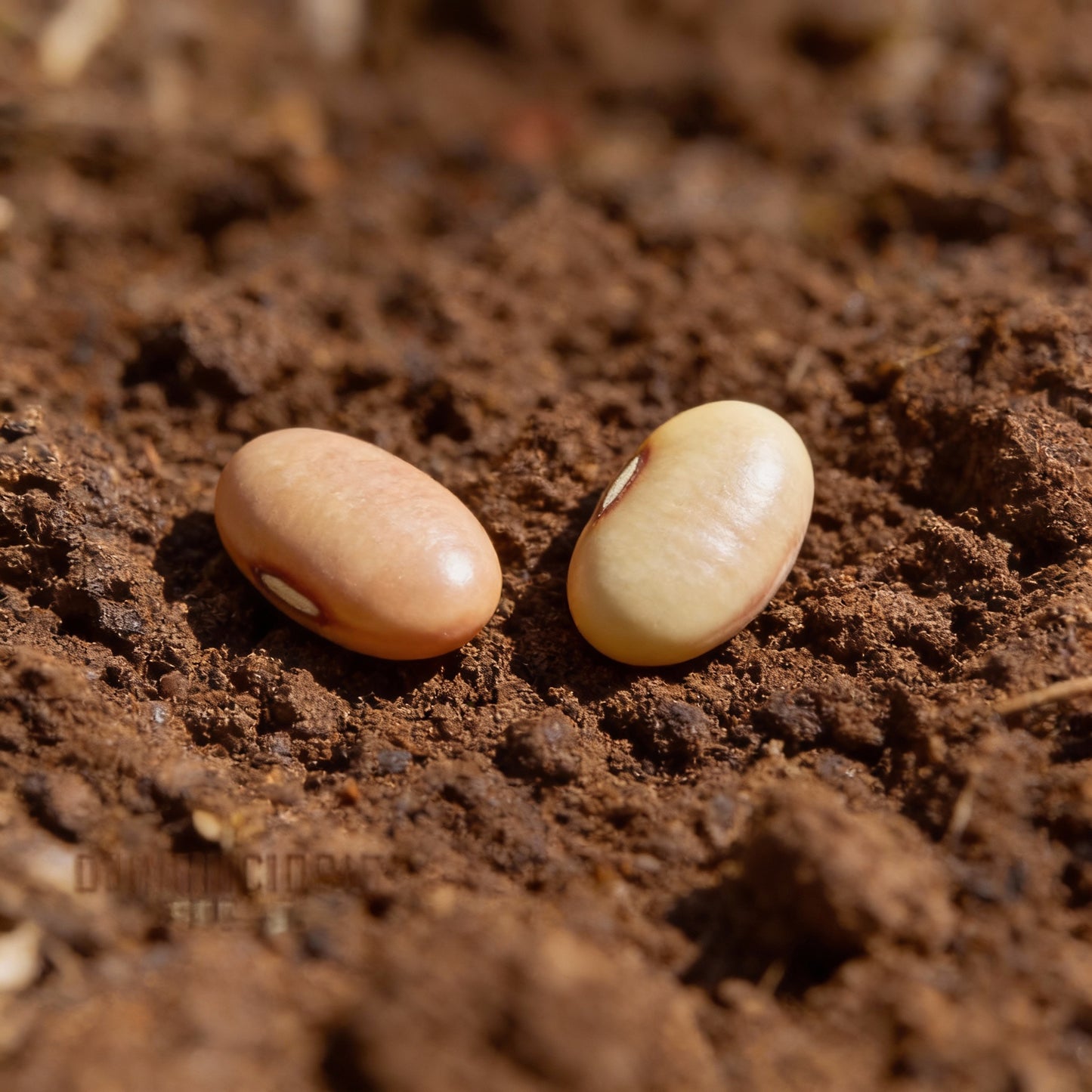 Asparagus Pea Seeds for Planting