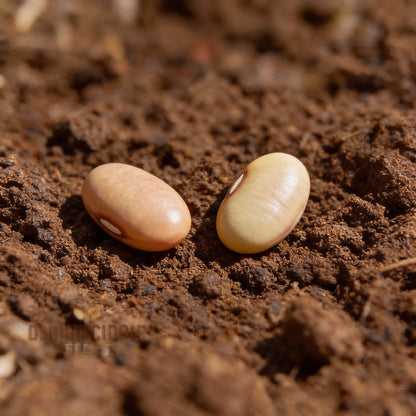 Asparagus Pea Seeds for Planting