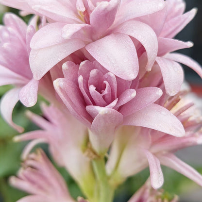 Pink Tuberose Flower Seeds for Planting (Polianthes tuberosa) – Fragrant Perennial Cut Flowers