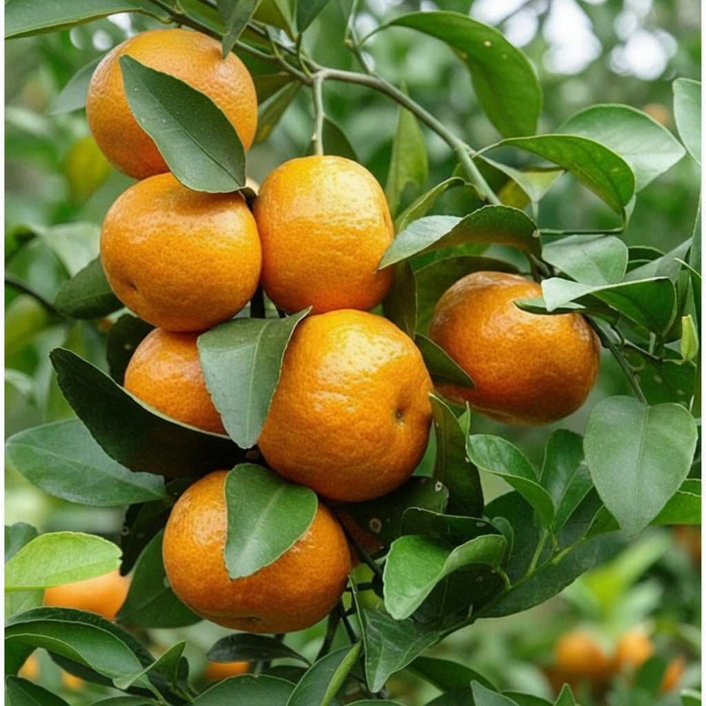 Tangerine Mandarin Orange Seeds for Planting (Citrus reticulata) – Fruit Tree Seeds