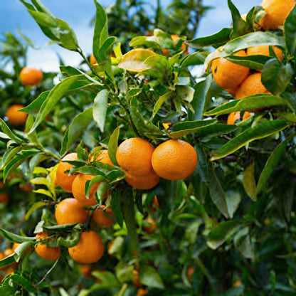 Jaffa Orange Seeds for Planting – Sweet Juicy Citrus Orange Tree Seeds