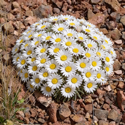 Townsendia Hookeri Flower Seeds for Garden Planting