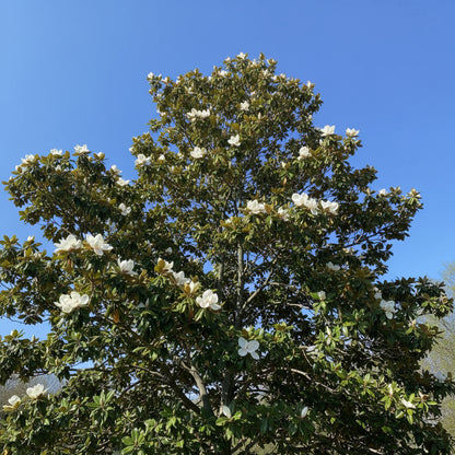 Big Leaf Magnolia Seeds for Planting - Magnolia macrophylla
