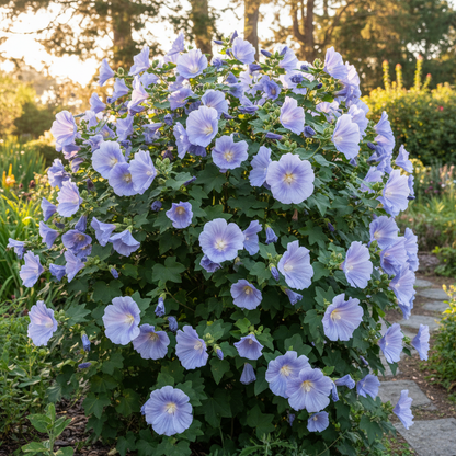 Chalk Blues Abutilon Vitifolium Seeds for Garden Planting