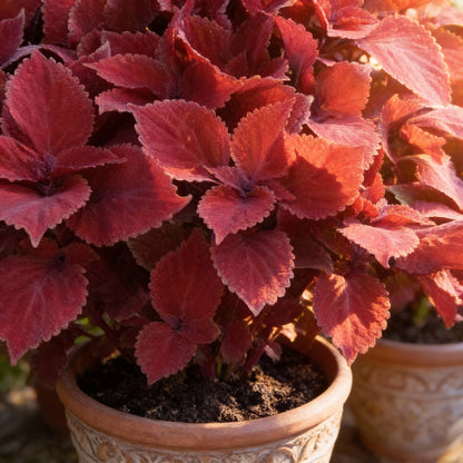 Coleus Redhead Seeds – Evergreen Herb with Showy Red Foliage