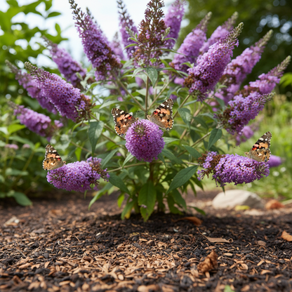 Common Butterfly Bush Seeds for Planting – Buddleja davidii