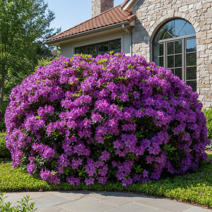 Hardy Evergreen Shrub Seeds for Planting with Large Purple Flowers – Perennial Garden Beauty