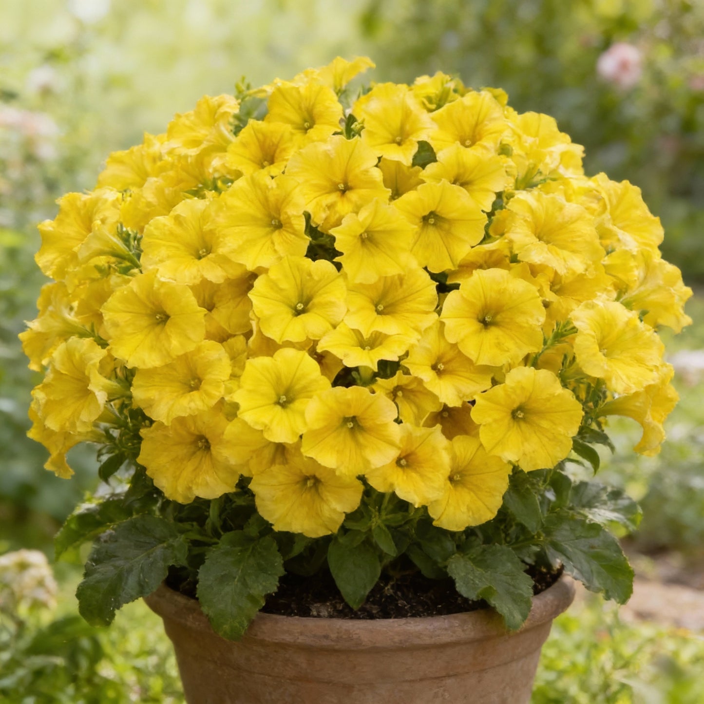 Lemon Yellow Petunia Flower Seeds for Garden Planting