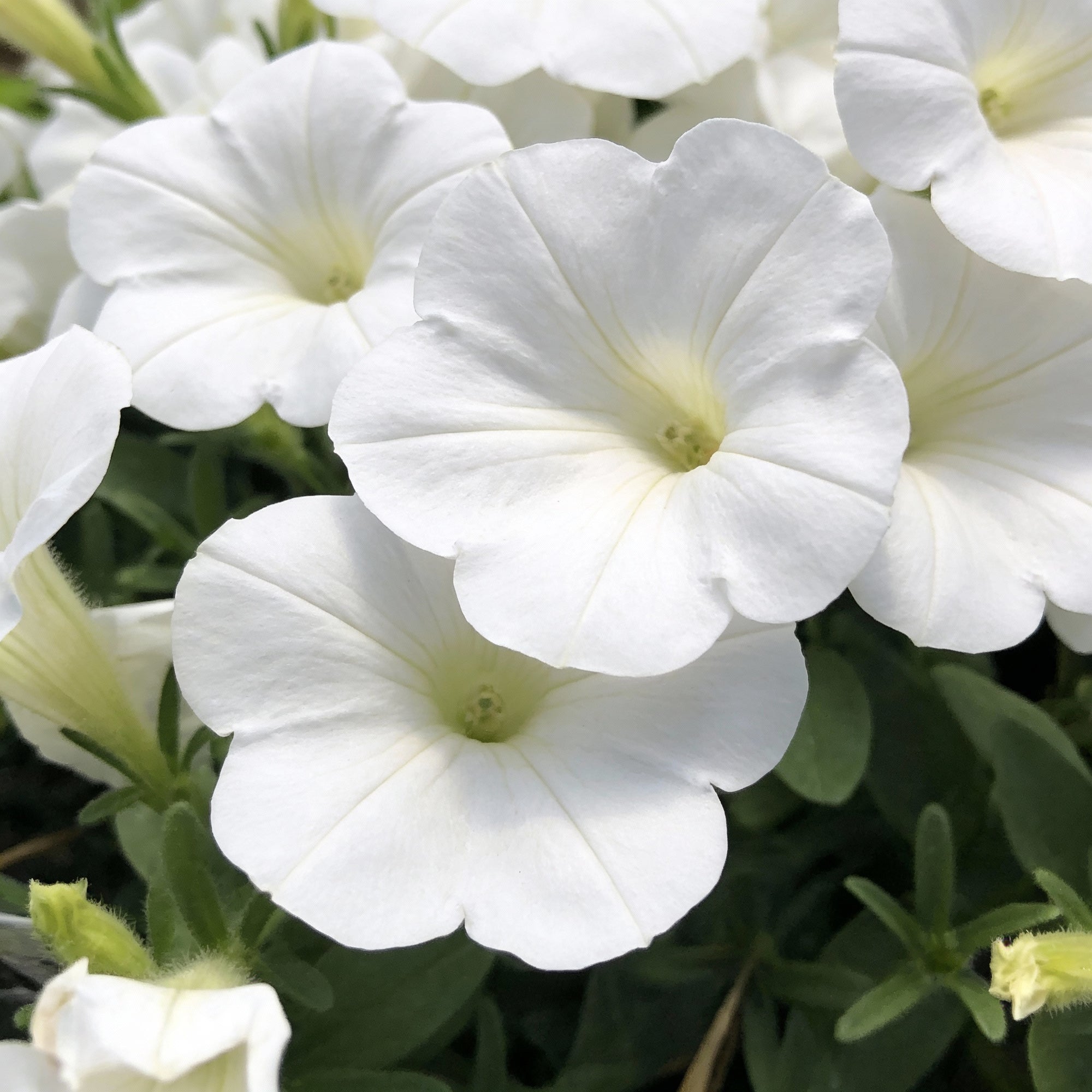 pure-white-petunia-seeds-for-gardens-and-hanging-baskets