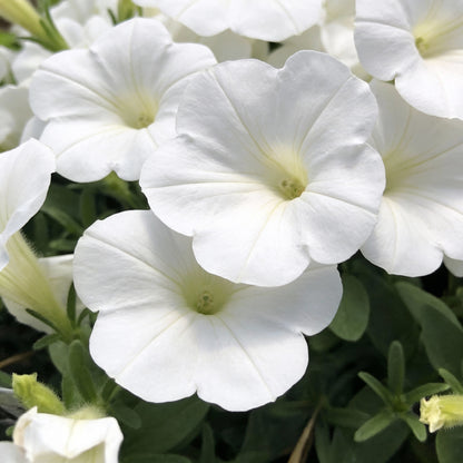 Pure White Petunia Seeds for Gardens and Hanging Baskets