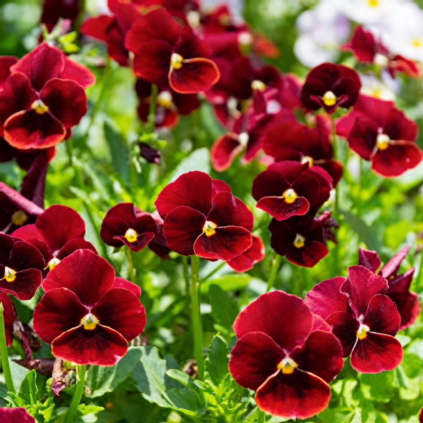 Viola Pansy Arkwright Ruby Seeds for Garden Planting