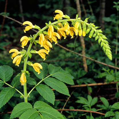 Salvia Glutinosa Flower Seeds