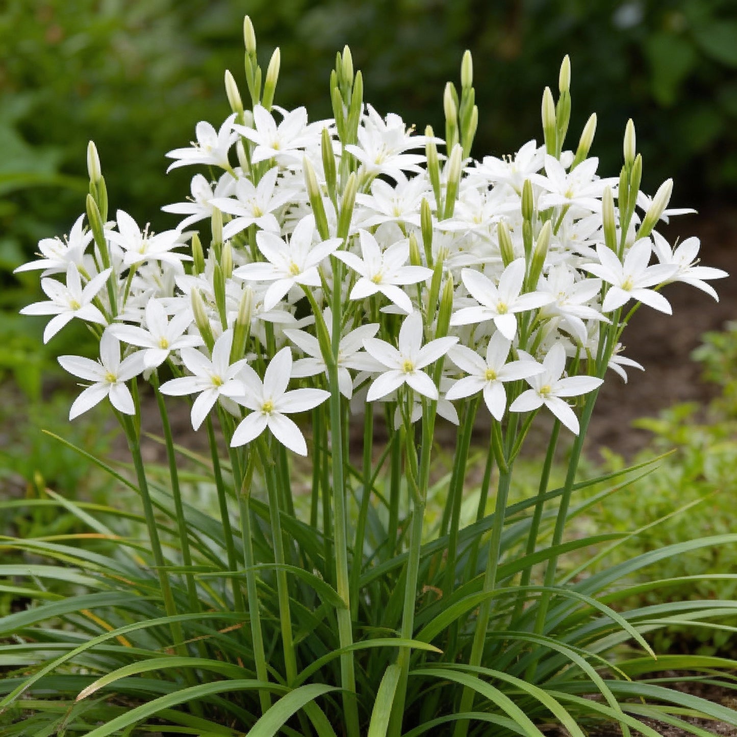 Schizostylis Coccinea Pale Pink Flower Seeds