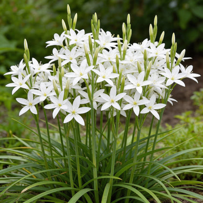 Schizostylis Coccinea Pale Pink Flower Seeds