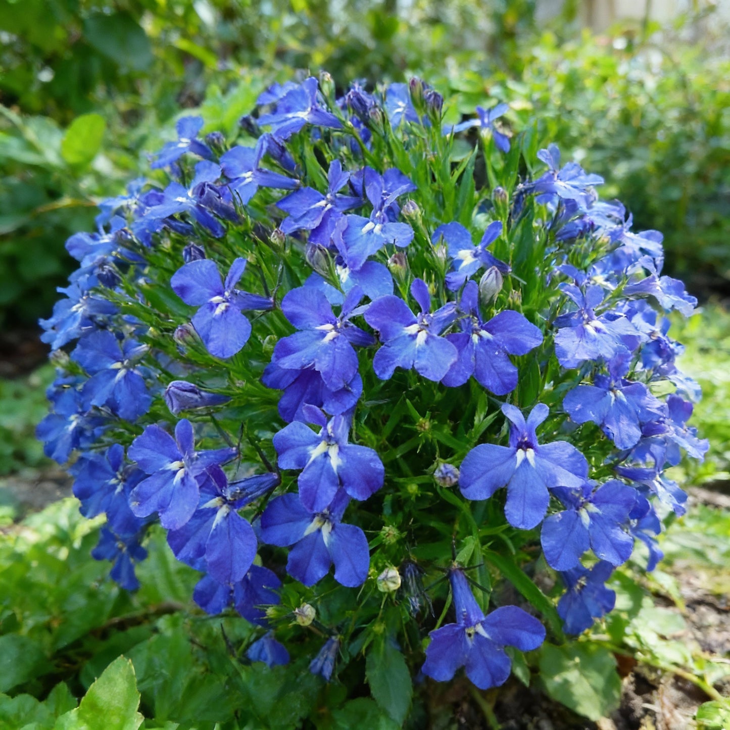 Lobelia Crystal Palace Seeds for Garden Planting