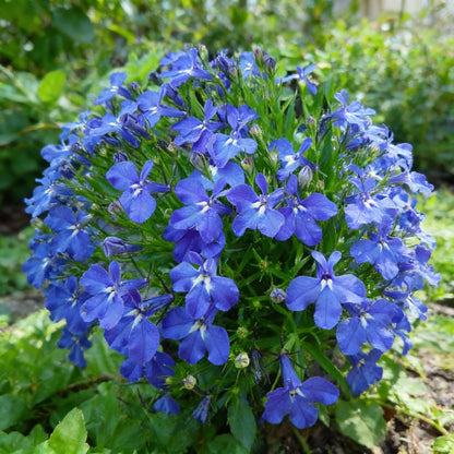 Lobelia Crystal Palace Seeds for Garden Planting