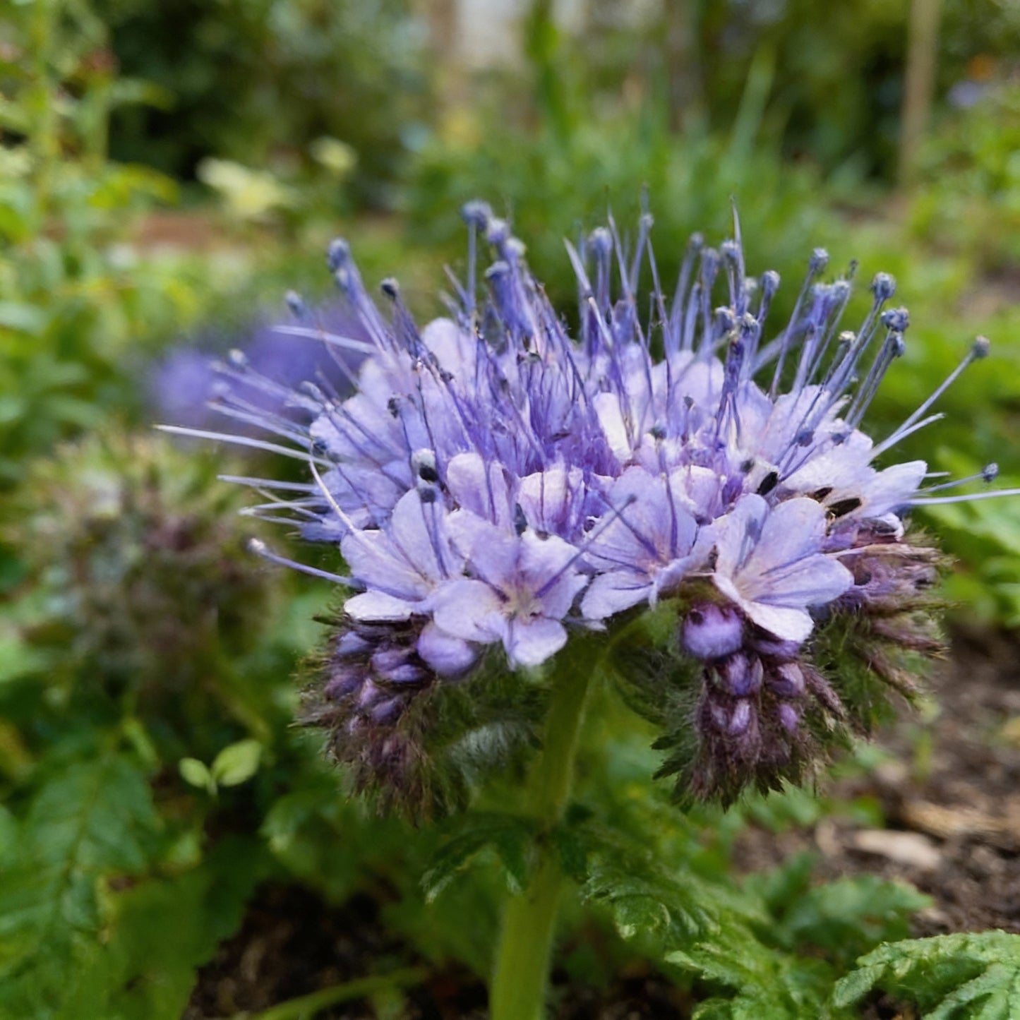 Purple Fiddleneck Tansy Flower Seeds for Garden Planting