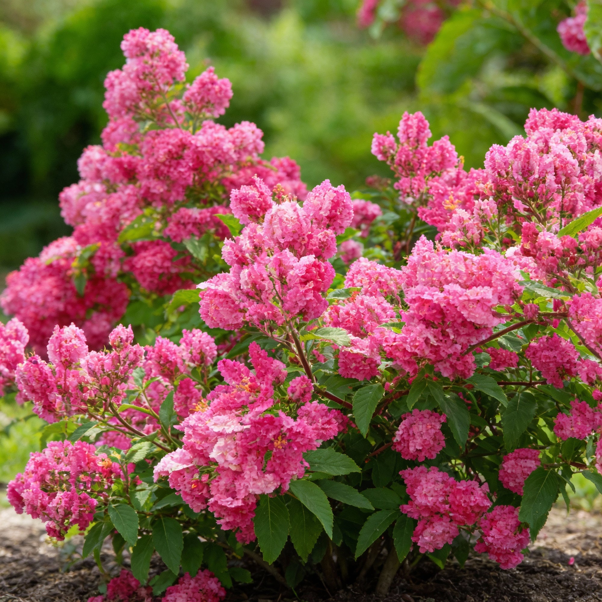 coral-vine-flower-seeds-for-garden-planting