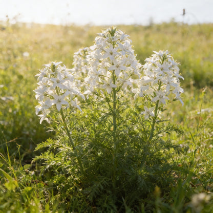 Schizostylis Coccinea Pale Pink Flower Seeds