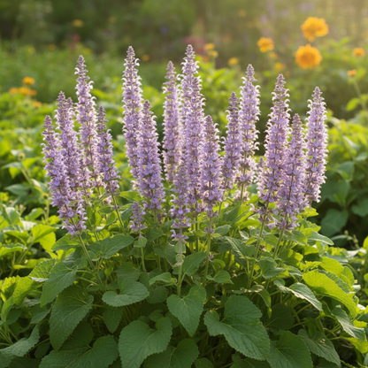 Salvia Maroccana Flower Seeds