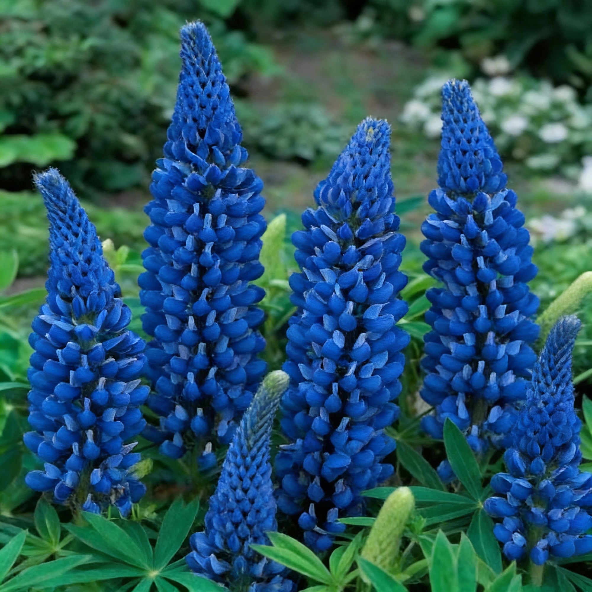 lupin-russell-the-governor-navy-blue-seeds-for-garden-planting