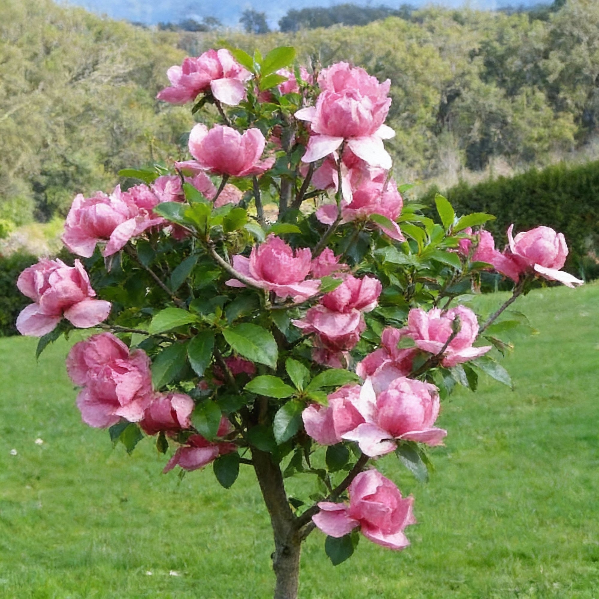 northern-magnolia-tree-seeds-for-garden-planting