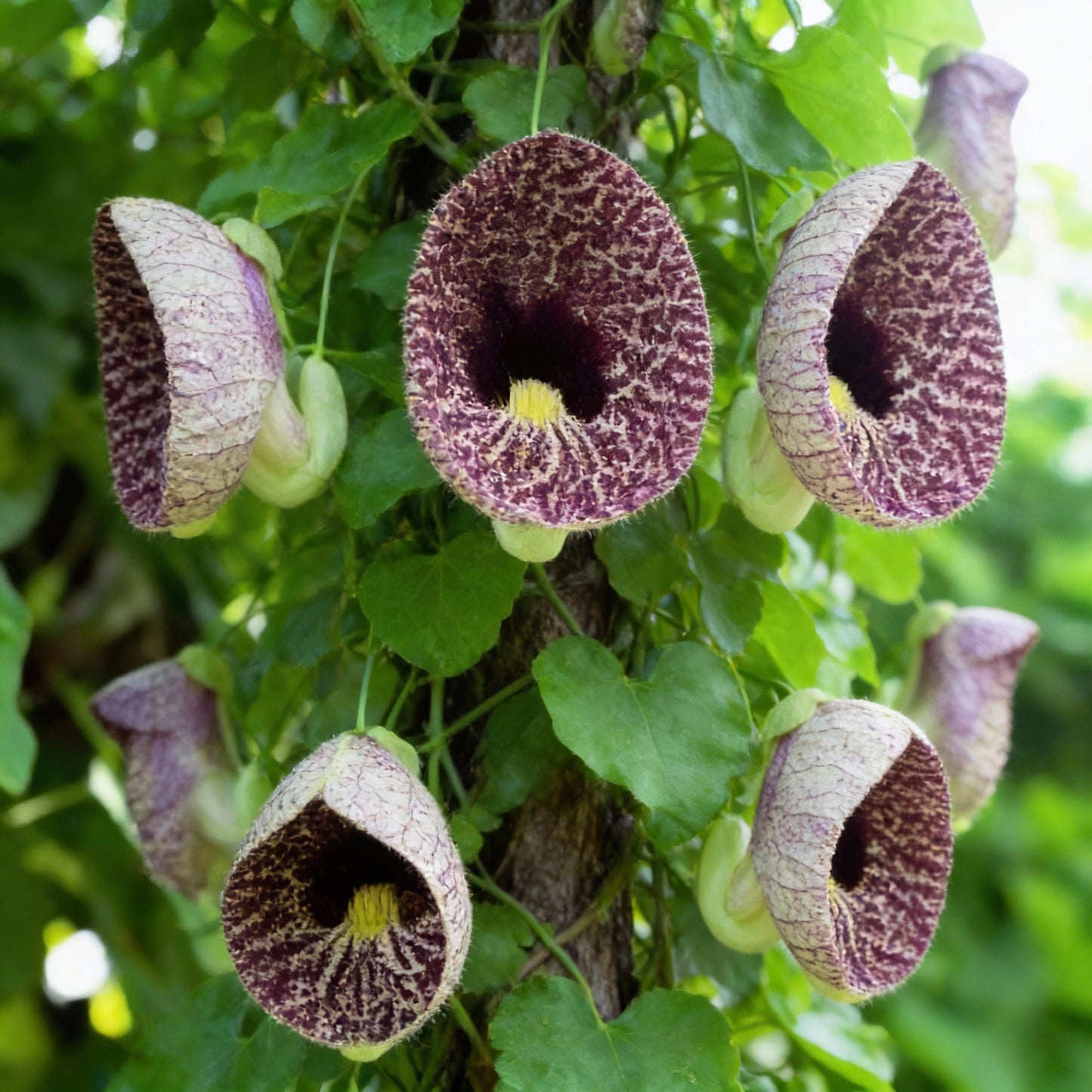 Climbing Dutchman’s Pipe Flower Seeds for Garden Planting