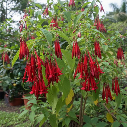 Fuchsia Boliviana Seeds for Garden Planting